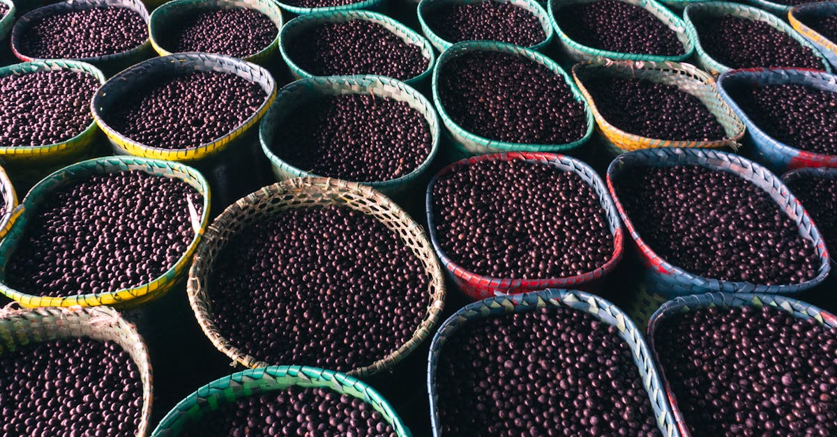 Amazônia: Produtos florestais, a chave contra o desmatamento?