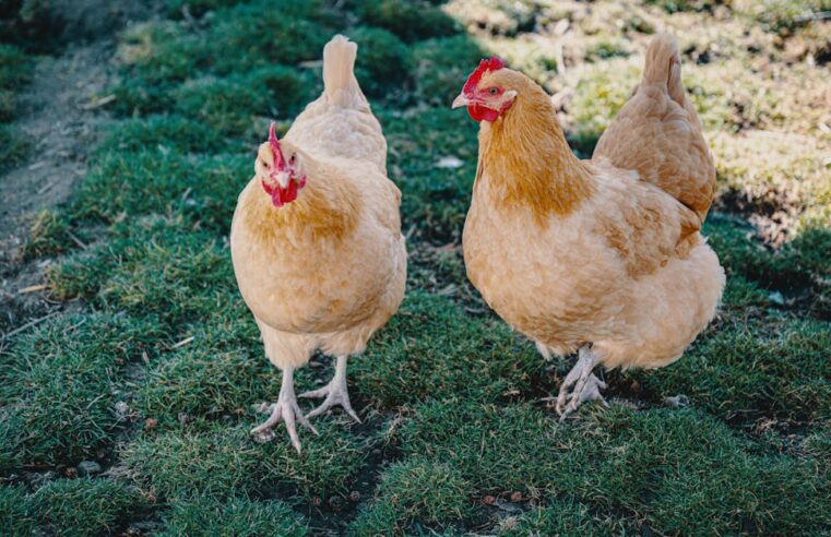 Nanopartículas de Prata: A Revolução na Agricultura Sustentável