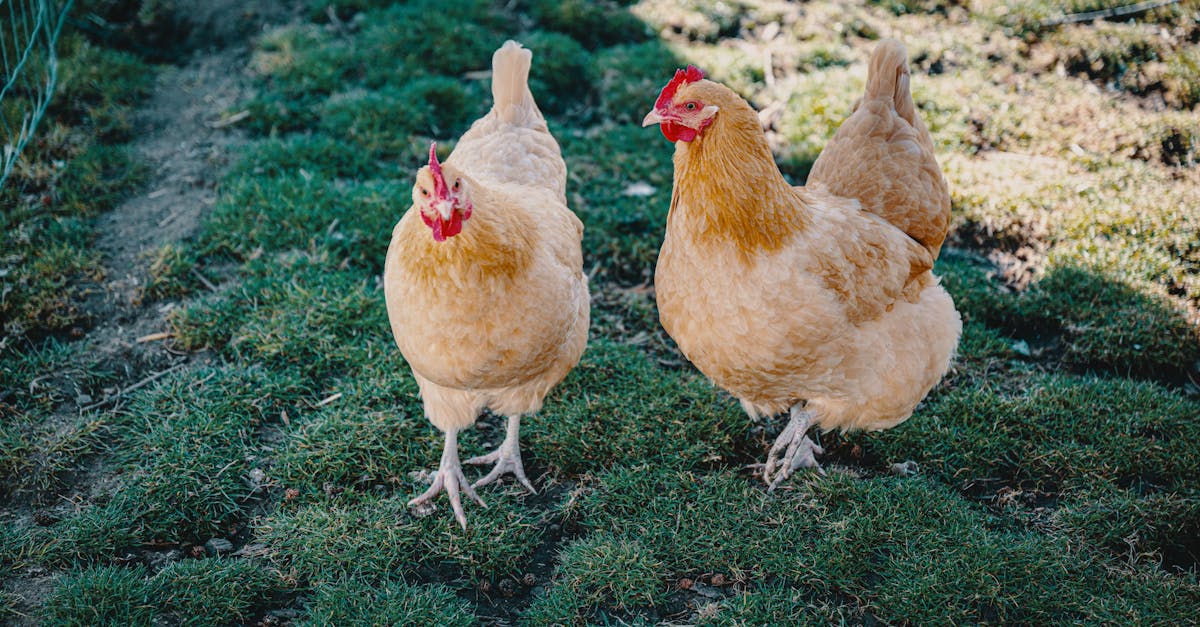 Nanopartículas de Prata: A Revolução na Agricultura Sustentável